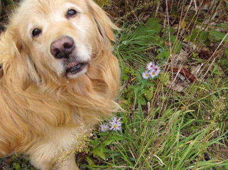 f:id:elmikamino:20090202210305j:image:w250 f:id:elmikamino:20090202210305j:image:w250