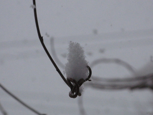 f:id:elmikamino:20090207110319j:image:w450