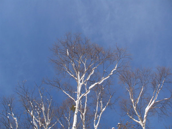 f:id:elmikamino:20090207110320j:image:w450