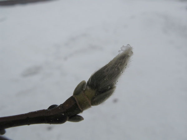 f:id:elmikamino:20090215104821j:image:w450