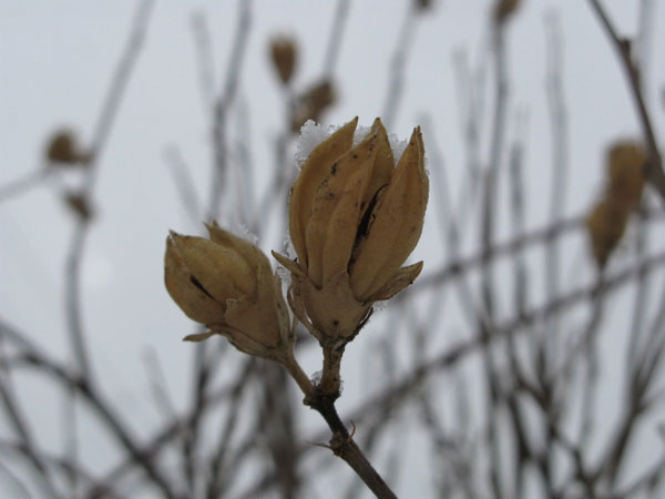 f:id:elmikamino:20090215104822j:image:w450