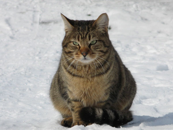 f:id:elmikamino:20090227194245j:image:w450