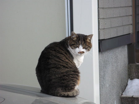 f:id:elmikamino:20090228232135j:image:w450