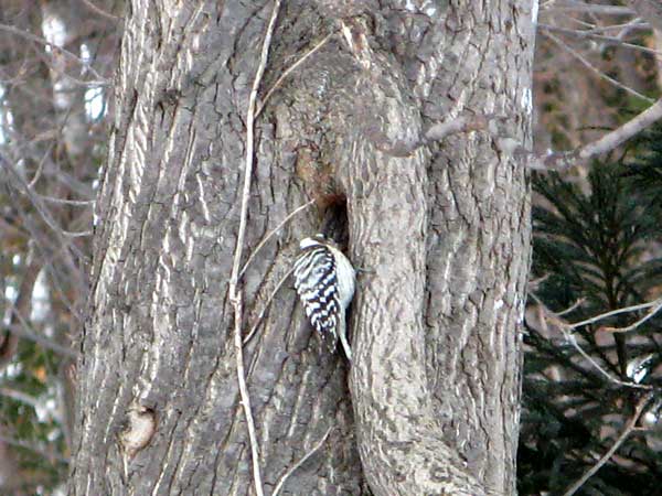 f:id:elmikamino:20090304111452j:image:w450