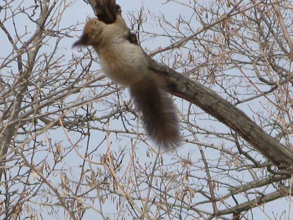 f:id:elmikamino:20090305102611j:image:w450