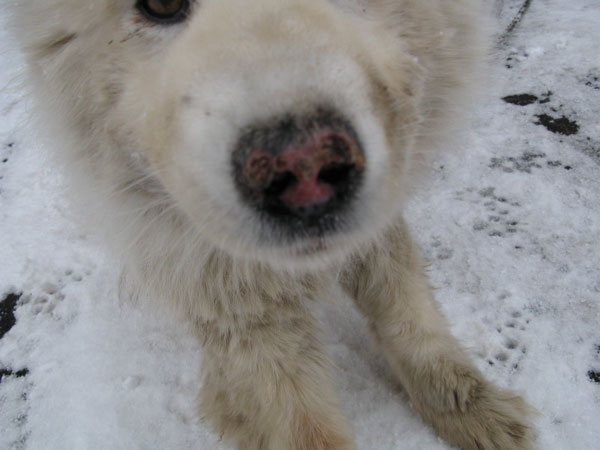 f:id:elmikamino:20090312105511j:image:w450