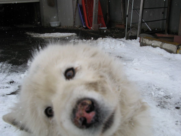 f:id:elmikamino:20090312105512j:image:w450