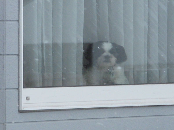 f:id:elmikamino:20090312105513j:image:w450