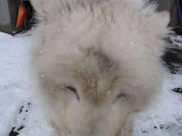 f:id:elmikamino:20090312105514j:image:w450