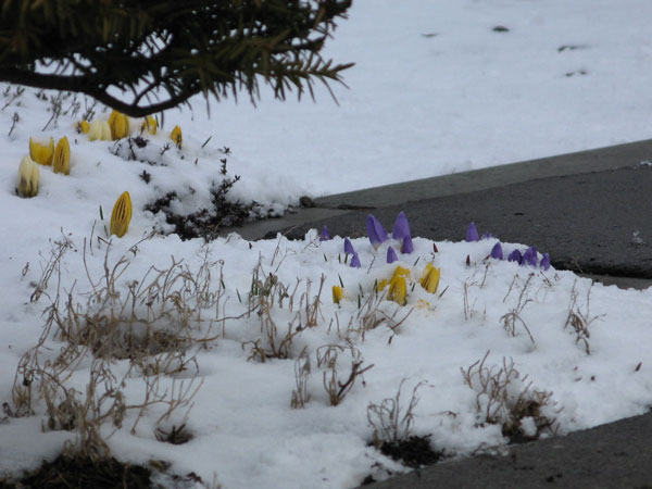 f:id:elmikamino:20090327113236j:image:w450 f:id:elmikamino:20090327113236j:image:w450