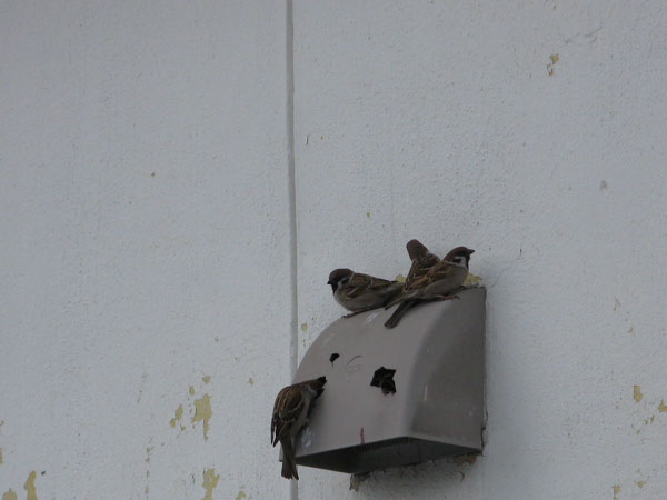 f:id:elmikamino:20090327113239j:image:w450 f:id:elmikamino:20090327113239j:image:w450