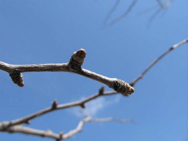 f:id:elmikamino:20090406101422j:image:w450 f:id:elmikamino:20090406101422j:image:w450