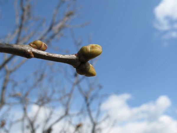 f:id:elmikamino:20090406101424j:image:w450 f:id:elmikamino:20090406101424j:image:w450