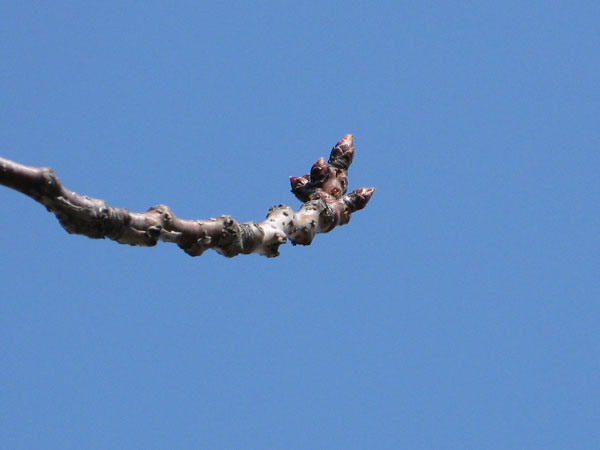 f:id:elmikamino:20090406101426j:image:w450 f:id:elmikamino:20090406101426j:image:w450