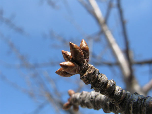 f:id:elmikamino:20090406101427j:image:w450 f:id:elmikamino:20090406101427j:image:w450