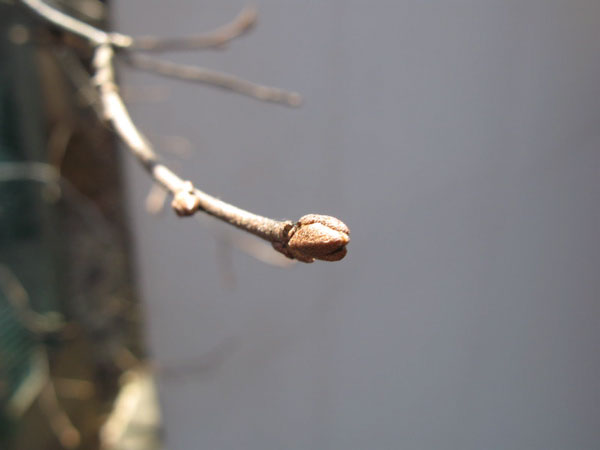 f:id:elmikamino:20090411105914j:image:w450