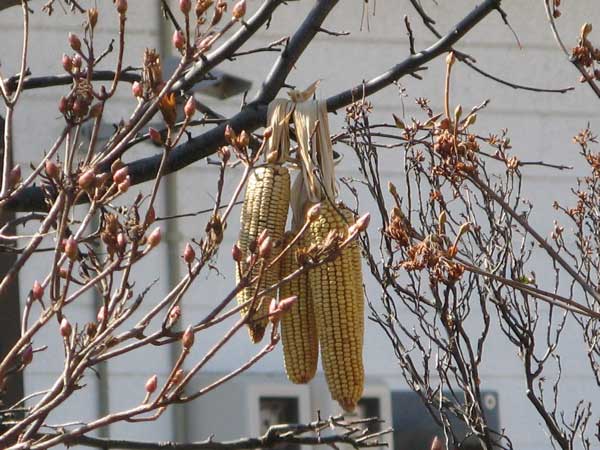 f:id:elmikamino:20090411105915j:image:w450