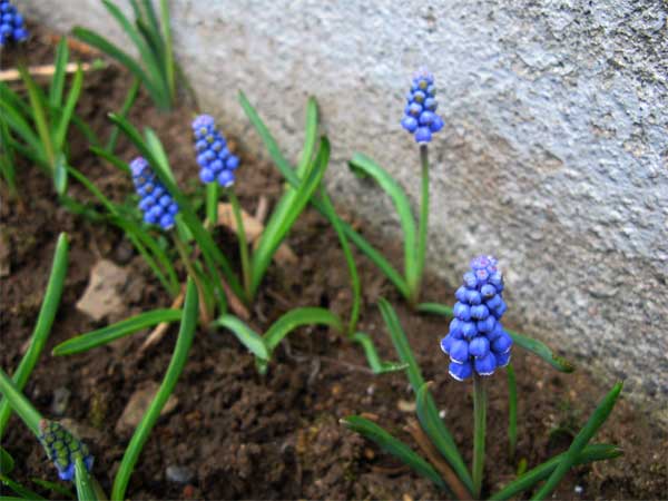 f:id:elmikamino:20090415080531j:image:w450