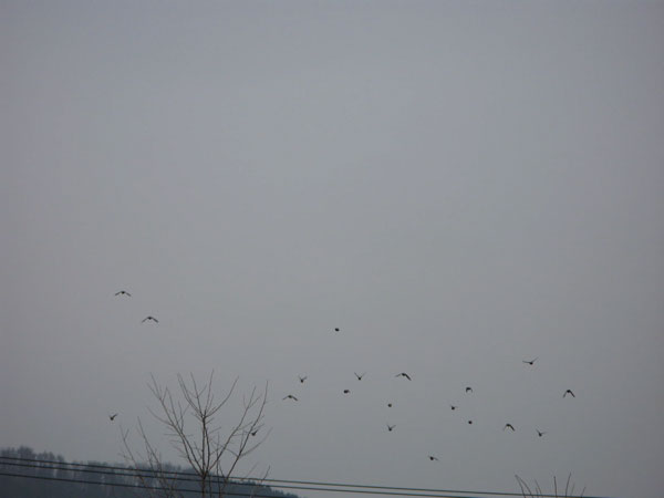 f:id:elmikamino:20090415080532j:image:w450
