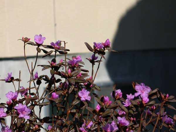 f:id:elmikamino:20090417100106j:image:w450
