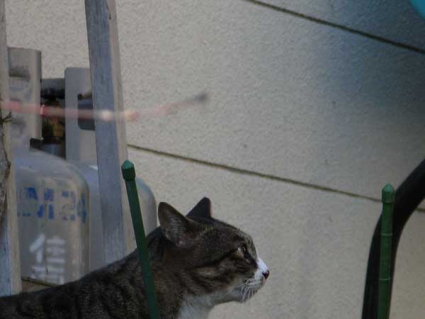 f:id:elmikamino:20090417100108j:image:w450