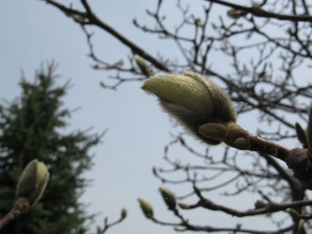 f:id:elmikamino:20090419105823j:image