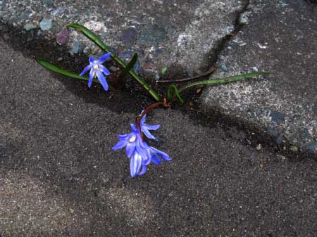 f:id:elmikamino:20090419105825j:image