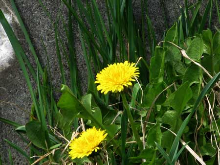 f:id:elmikamino:20090419105826j:image