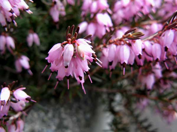 f:id:elmikamino:20090425101918j:image:w450