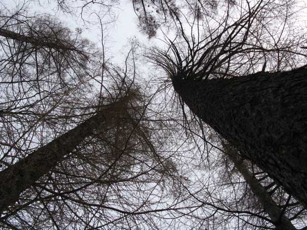 f:id:elmikamino:20090425101919j:image:w450