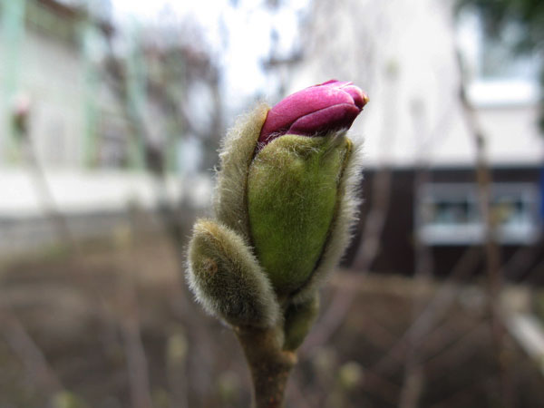 f:id:elmikamino:20090425101923j:image:w450