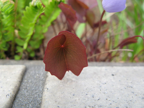 f:id:elmikamino:20090425101926j:image:w450