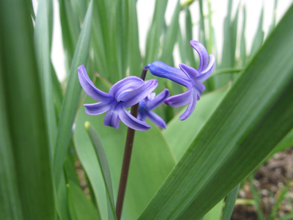 f:id:elmikamino:20090425101927j:image:w450