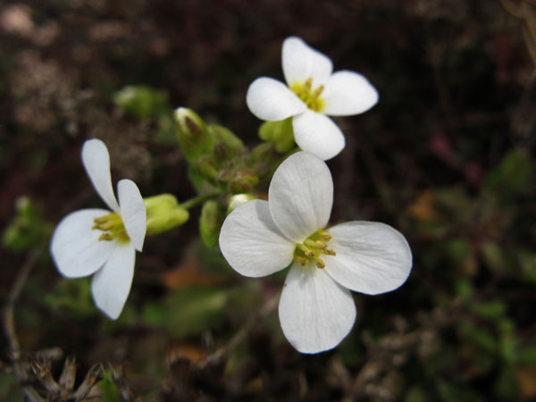 f:id:elmikamino:20090425101929j:image:w450