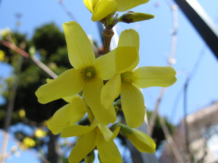 f:id:elmikamino:20090428101839j:image f:id:elmikamino:20090428101839j:image