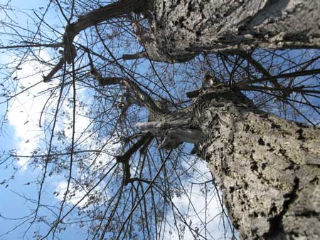 f:id:elmikamino:20090428101843j:image f:id:elmikamino:20090428101843j:image