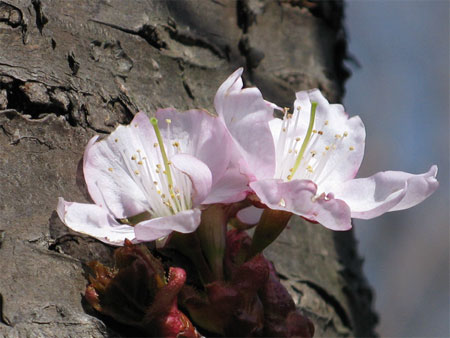 f:id:elmikamino:20090429102732j:image