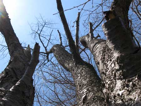 f:id:elmikamino:20090429102733j:image