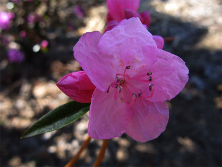 f:id:elmikamino:20090429102734j:image