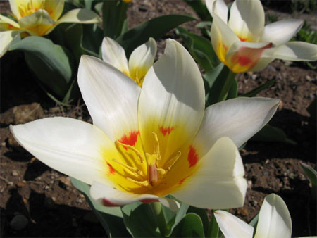 f:id:elmikamino:20090429102736j:image