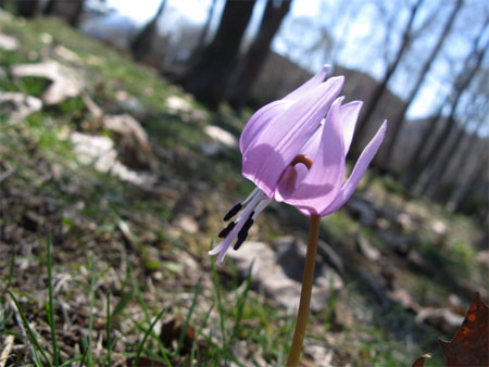 f:id:elmikamino:20090429143323j:image f:id:elmikamino:20090429143323j:image