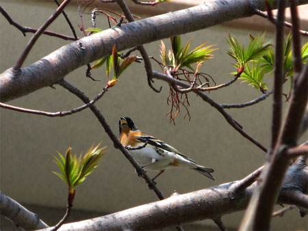 f:id:elmikamino:20090429143327j:image f:id:elmikamino:20090429143327j:image