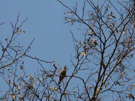 f:id:elmikamino:20090430090341j:image