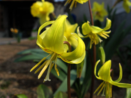 f:id:elmikamino:20090501101851j:image:w300