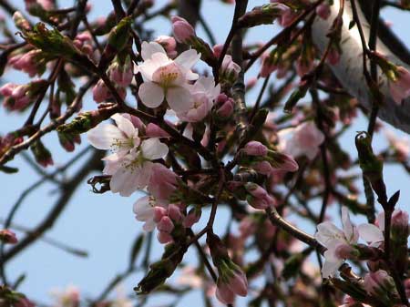 f:id:elmikamino:20090501101852j:image:w300
