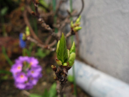 f:id:elmikamino:20090501101853j:image:w300