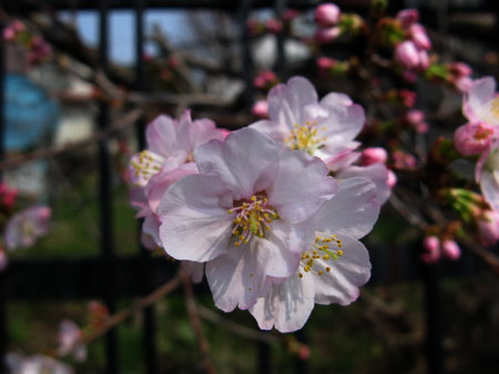 f:id:elmikamino:20090501101857j:image:w300