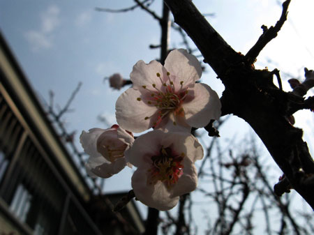 f:id:elmikamino:20090501101900j:image:w300