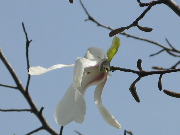 f:id:elmikamino:20090502105036j:image:w450 f:id:elmikamino:20090502105036j:image:w450