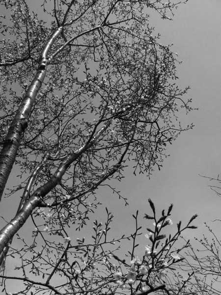 f:id:elmikamino:20090502105037j:image f:id:elmikamino:20090502105037j:image
